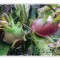 How to grow Dragon Fruit